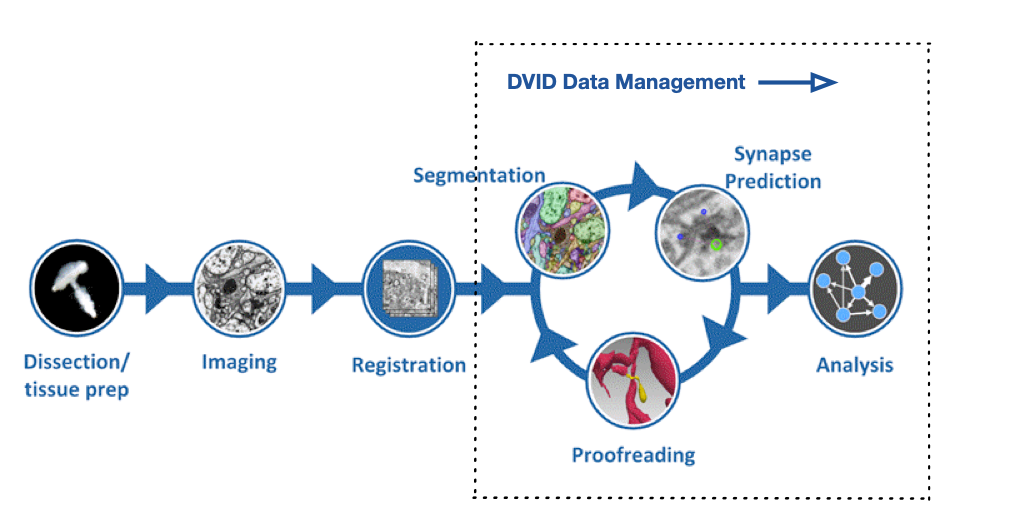 DVID data management role in connectome reconstruction